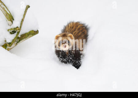 European polecat, Mustela putorius, neve, con testa, stand, vista la telecamera, Foto Stock