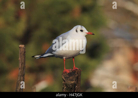 A testa nera gull si siede sul palo di legno, Foto Stock