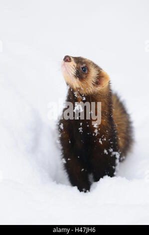 European polecat, Mustela putorius, neve, con testa, stand, vista vista laterale, Foto Stock