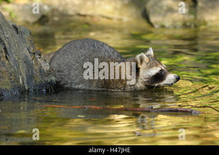 Racoon, Procione lotor, acqua, vista laterale Foto Stock