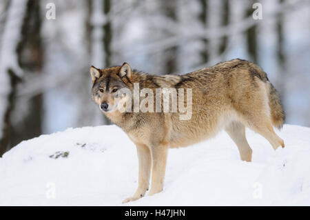 Timberwolf, Canis lupus lycaon, neve, vista laterale, stand, vista la telecamera, Germania, Foto Stock