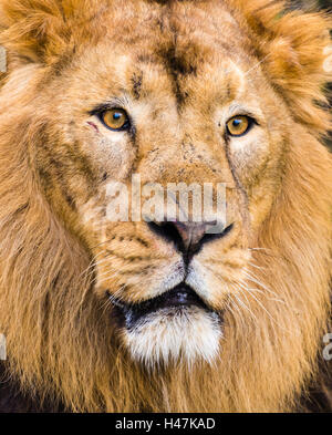 Maestoso maschio di leone asiatico catturato in full-face in Londra, Regno Unito. Foto Stock