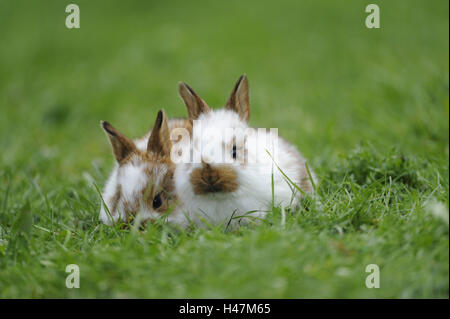 Casa conigli, oryctolagus cuniculus forma domestica, animali giovani, visualizza fotocamera, Foto Stock