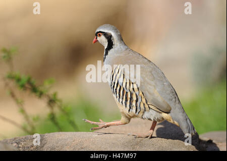 Alp stone pollo, Alectoris graeca, Foto Stock