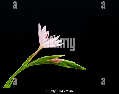 Giglio Kaffir Schizostylis coccinea gambo di fiore che mostra aperto dei fiori e boccioli Foto Stock