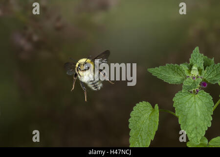 Messa a terra luce a Bumblebee, Bombus lucorum, in volo, Foto Stock