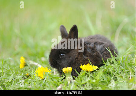 Casa conigli, oryctolagus cuniculus forma domestica, giovane animale, Foto Stock