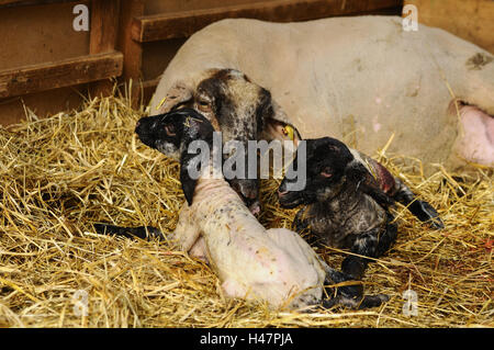 Pecore Suffolk, Hausschaf, Ovis orientalis aries, madre animale, agnelli, Foto Stock