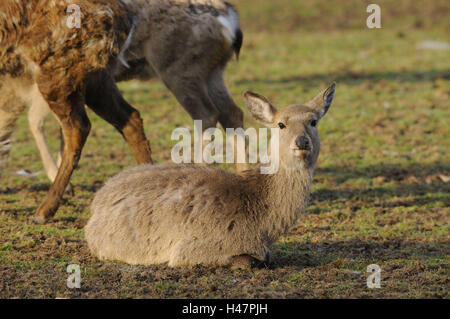 Dybowski cervi, Cervus nippon dybowskii, visualizza fotocamera, Foto Stock