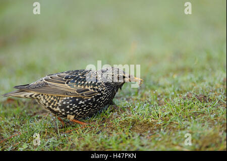 Il glaucoma, Sturnus vulgaris, prato, Foto Stock