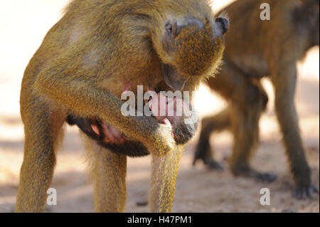 La Guinea babbuini, Papio papio, madre animale, giovane animale, Foto Stock