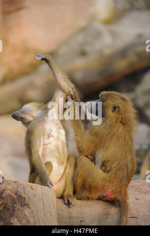 La Guinea babbuini, Papio papio, Foto Stock