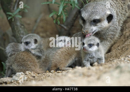 Suricate, Suricata suricatta, dam, giovani, Foto Stock