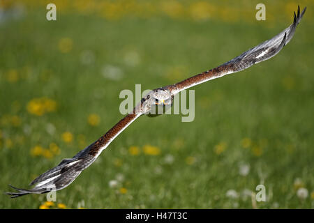 Rosso-kite, Milvus milvus, volo, Foto Stock