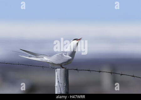 Tern costiere, sterna paradisaea, sedersi, recinto, penisola Varanger, Norvegia, Foto Stock