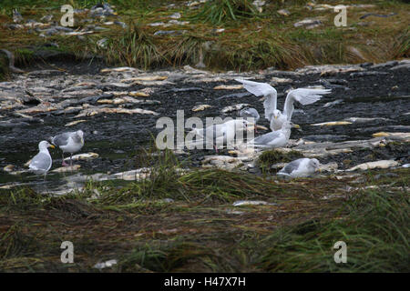 Bering gabbiani, cibo, salmoni, mangiare, Foto Stock