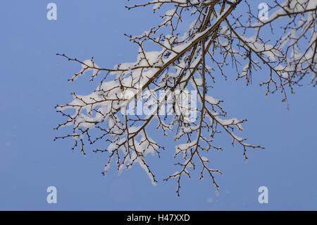 Argento tiglio, Tilia tomentosa, neve, in inverno, Stiria, Austria, la messa a fuoco in primo piano, Foto Stock