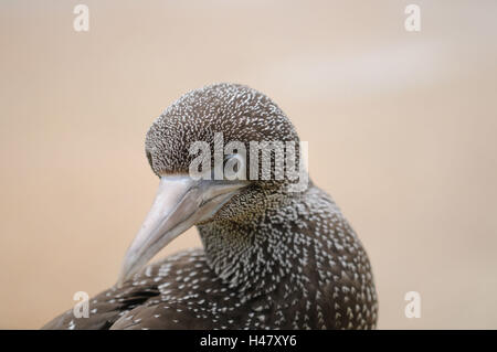 Gannett, Sula bassana, giovane animale, ritratto, Foto Stock