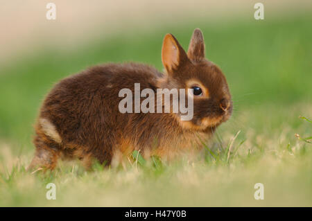 Netherland Dwarf Rabbit 'loh Havanna', giovane animale, prato, vista laterale in piedi, Foto Stock