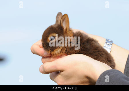 Netherland Dwarf Rabbit 'loh Havanna', giovane animale, mani, Foto Stock