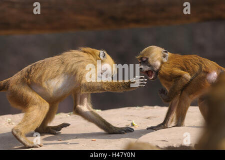 La Guinea babbuini, Papio papio, giovani animali, vista laterale, combattimento, Foto Stock