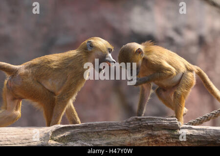 La Guinea babbuini, Papio papio, giovani animali, vista laterale, combattimento, Foto Stock