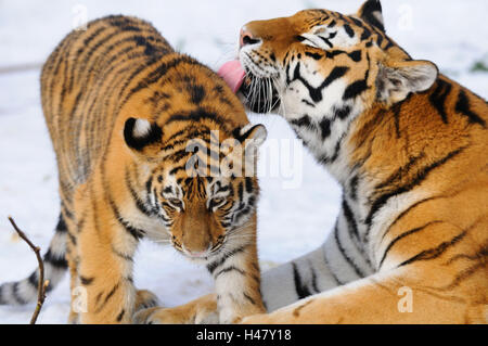 Le tigri siberiane, Panthera tigris altaica, dado animale giovane, coccola, vista la telecamera, Foto Stock