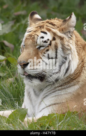 Zia il Tiger a Isle of Wight Zoo Foto Stock
