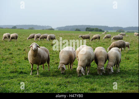 Gli animali domestici delle specie ovina, Ovis orientalis aries, vista frontale, in piedi, guardando la telecamera, paesaggio, gregge di pecore, Foto Stock