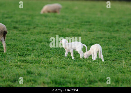 Gli animali domestici delle specie ovina, Ovis orientalis aries, agnelli, vista laterale in piedi, guardando la telecamera, Foto Stock