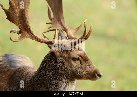 Daini, Cervus dama, vista frontale, in piedi, autunno, ritratto, Foto Stock