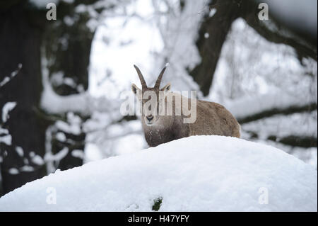 Alpine Ibex, Capra ibex, vista frontale, in piedi, neve invernale, guardando la telecamera, Foto Stock