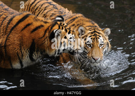 Le tigri siberiane, Panthera tigris altaica, acqua, vista laterale, stand, vista la telecamera, Foto Stock