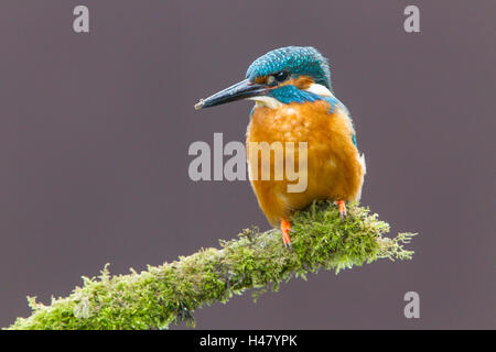 Common kingfisher (Alcedo atthis) appollaiato sul ramo su acqua, England, Regno Unito Foto Stock