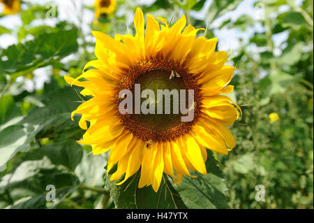 Girasole, Helianthus annuus, fioritura, medie di close-up, Foto Stock