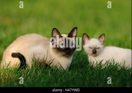 Siamese Seal Point gatti, madre animale con il giovane animale, prato, sdraiato, guardando la telecamera, Foto Stock