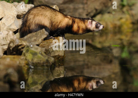 European polecat, Mustela putorius, shore, acqua, vista laterale, mirroring Foto Stock