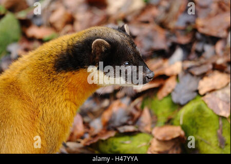 Marten colorati, Martes flavigula, metà ritratto, vista laterale Foto Stock