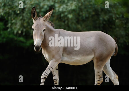 A Somali asino selvaggio, Equus africanus somalicus, vista laterale, vista fotocamera, Foto Stock