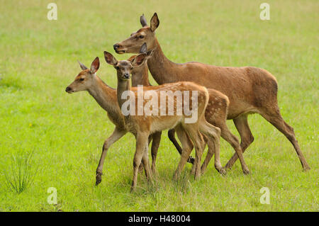 Cervi, Cervus elaphus, hind con capretta, prato, Foto Stock