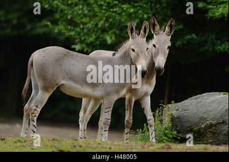 Due Somali-asini selvatici, Equus africanus somalicus, stand, vista laterale, vista fotocamera, Foto Stock