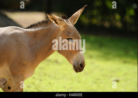 A Somali asino selvaggio, Equus africanus somalicus, metà ritratto, vista laterale Foto Stock