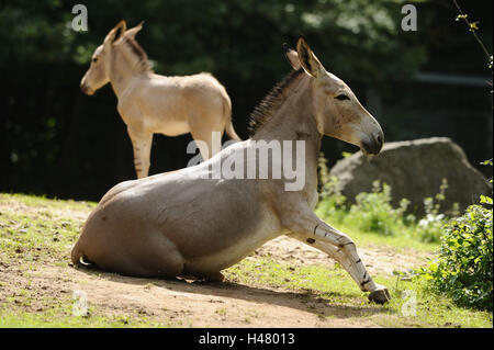 A Somali asino selvaggio, Equus africanus somalicus, vista laterale Foto Stock