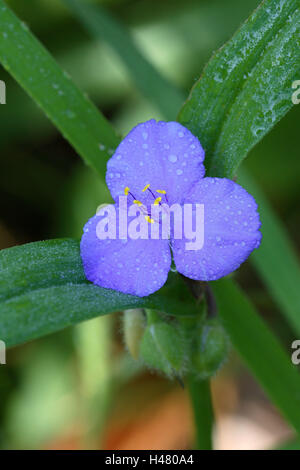 Tre master fiore, blossom, goccia acqua, medie di close-up, Foto Stock