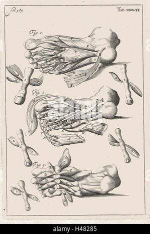 Illustrazione anatomica che mostra i muscoli del piede Foto Stock