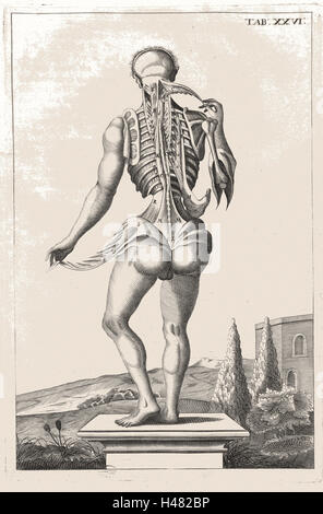 Illustrazione anatomica che mostra la parte posteriore del corpo umano Foto Stock