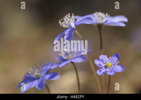 Epatiche, anemone hepatica, Foto Stock