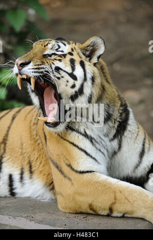 Tigre Siberiana, Panthera tigris altaica, metà ritratto, sbadigli, Foto Stock