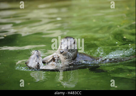 La lontra eurasiatica, Lutra lutra, combattimento, guardando la telecamera, Foto Stock