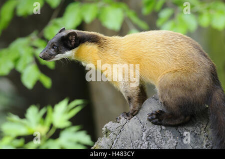 Giallo-throated martora, Martes flavigula, Foto Stock